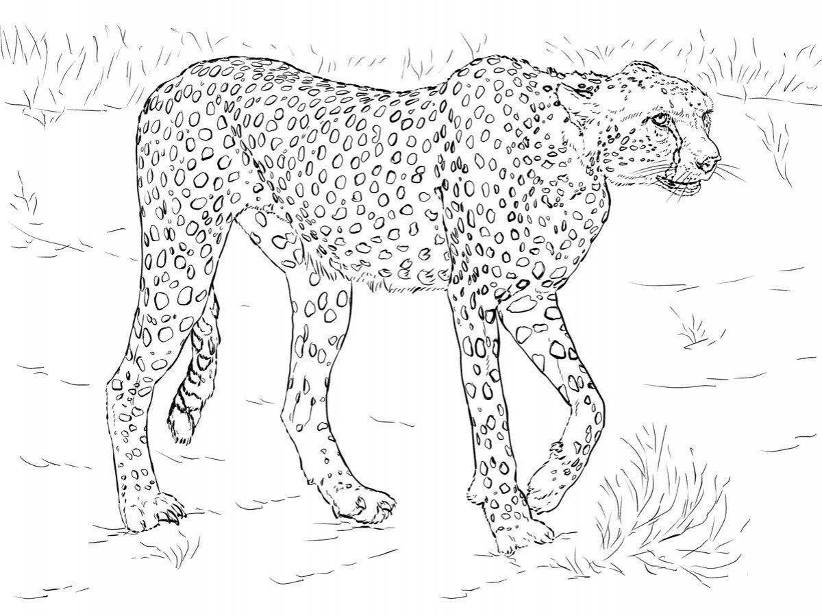 Cheetah bright coloring for kids