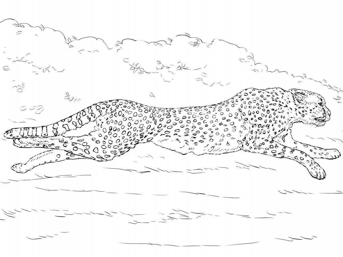 Cheetah fun coloring for kids