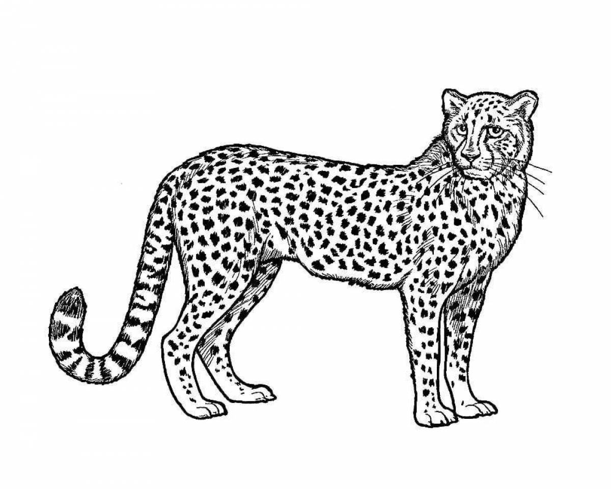 Cheetah fun coloring book for kids