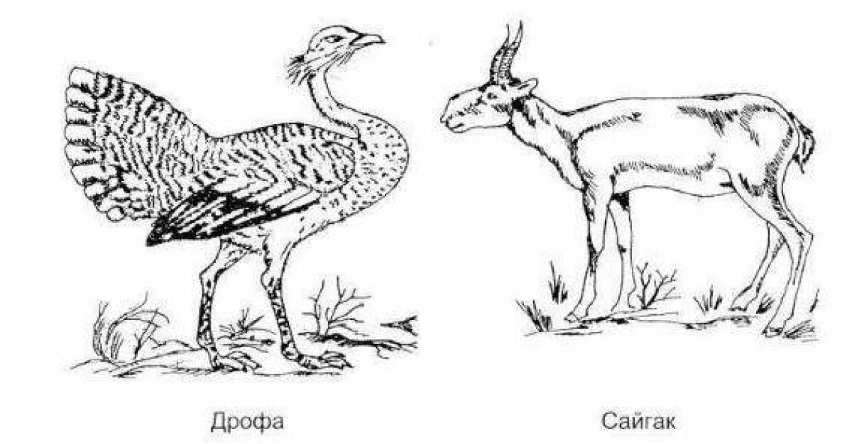 Дрофа рисунок карандашом