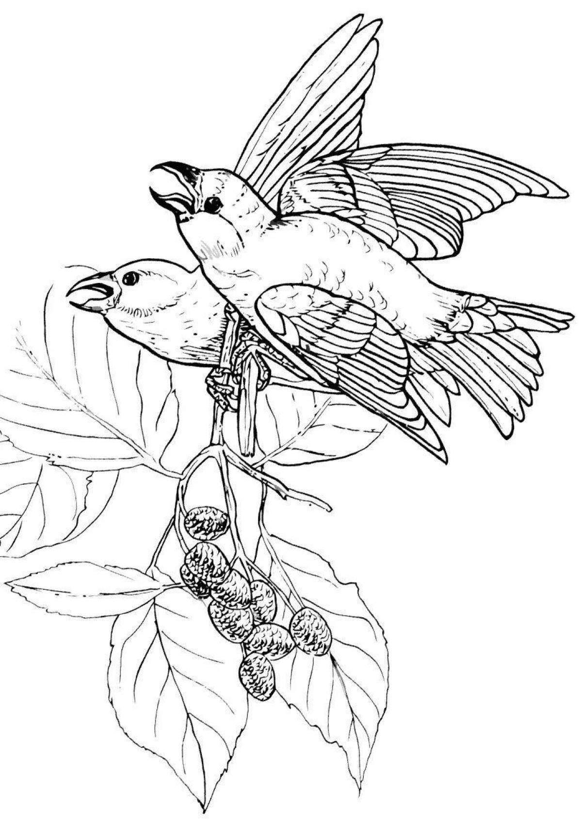 Cute crossbill coloring book for kids