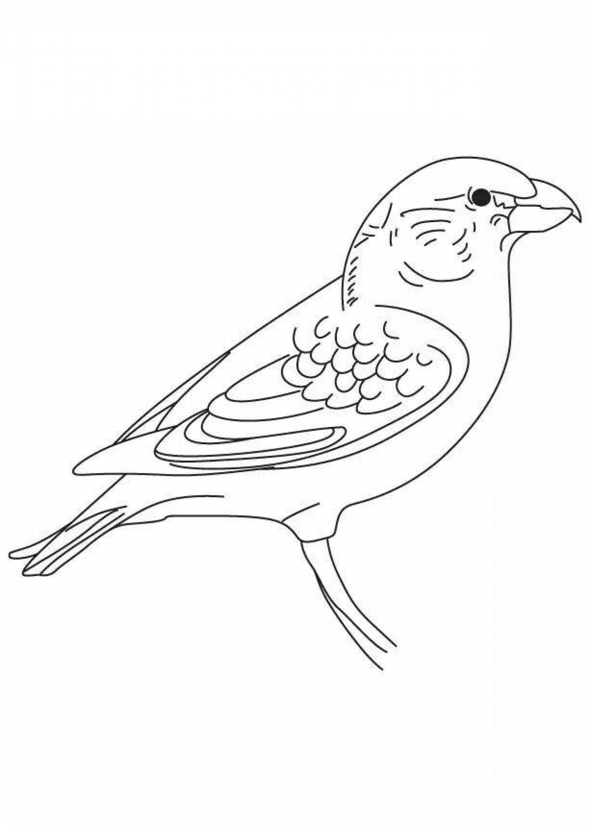 A wonderful crossbill coloring book for kids