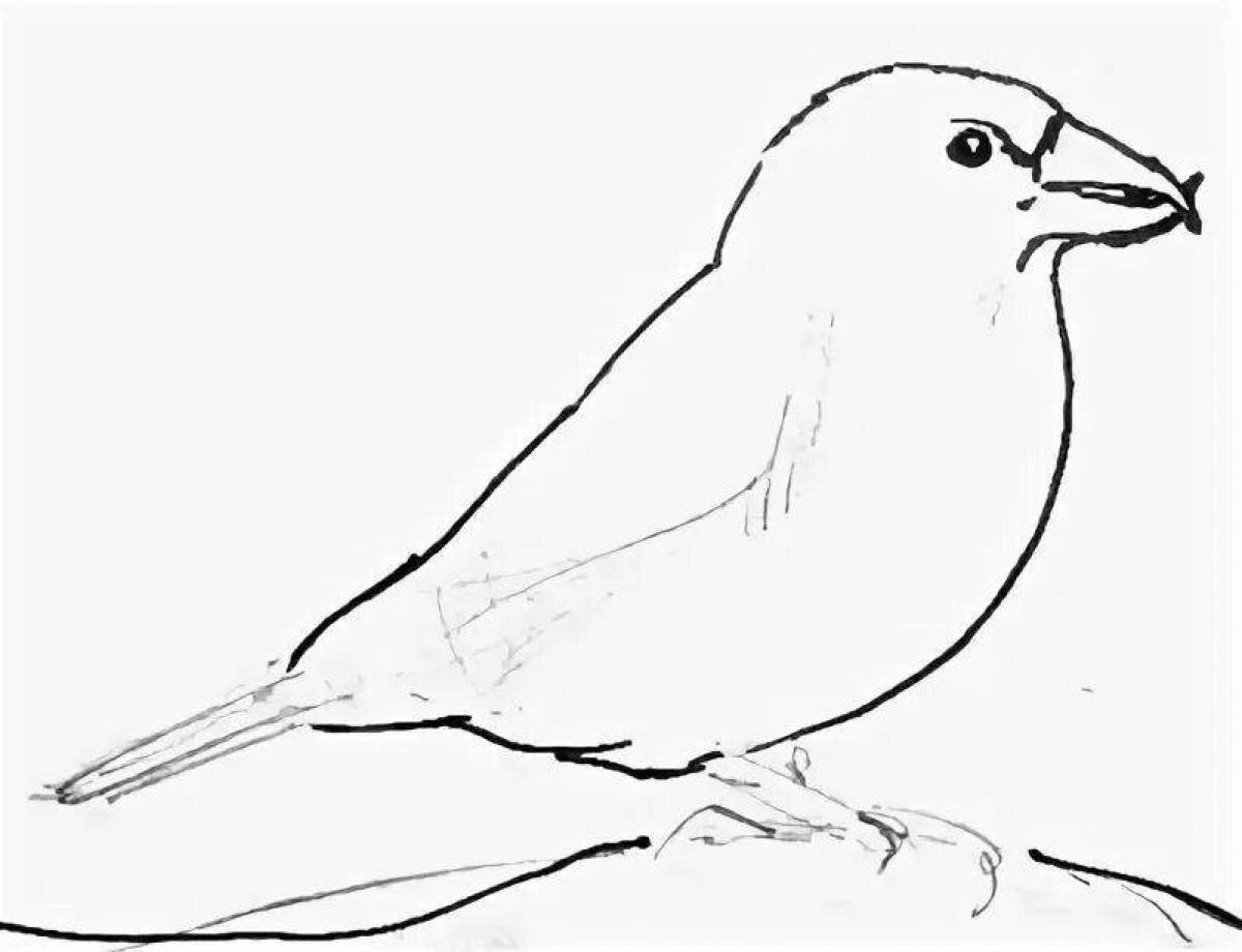 Extraordinary crossbill coloring book for kids