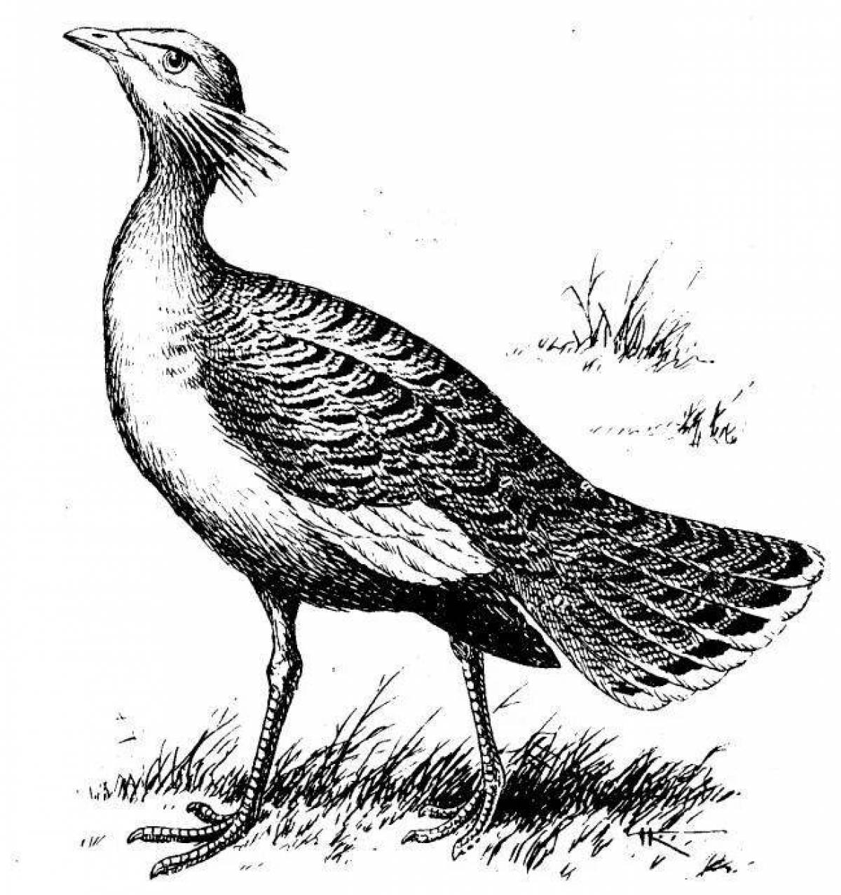 Colorful bustard coloring page