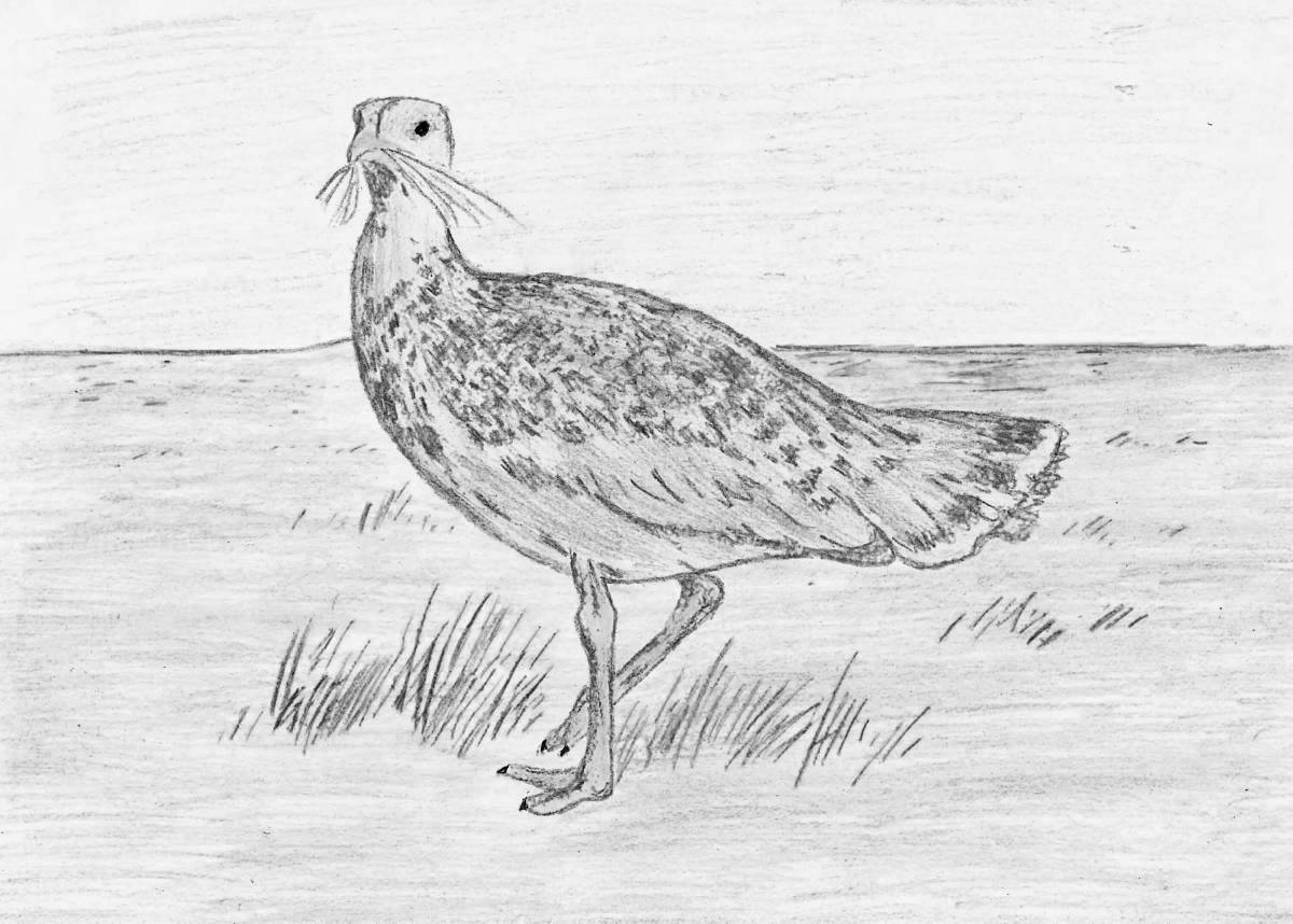 Animated bustard coloring page