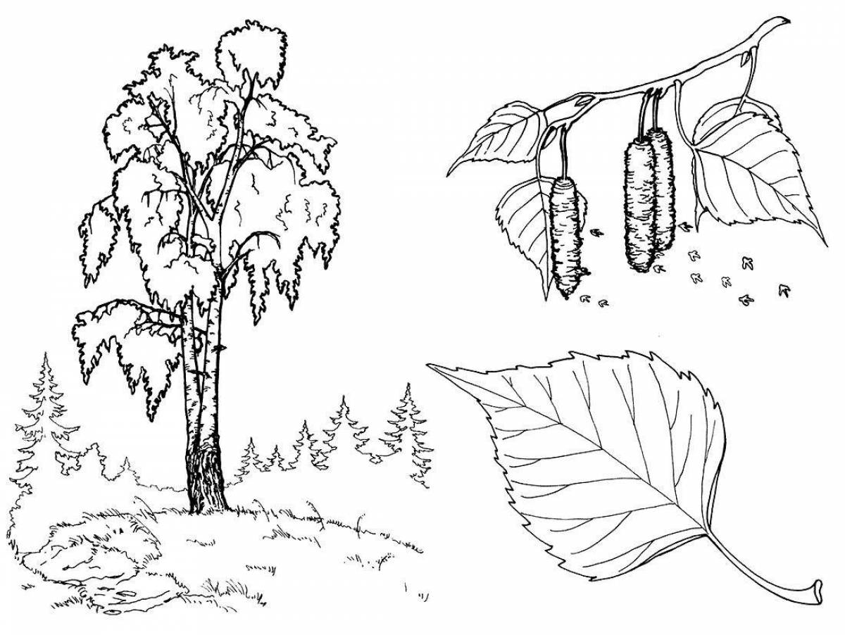 Charming birch in winter coloring book