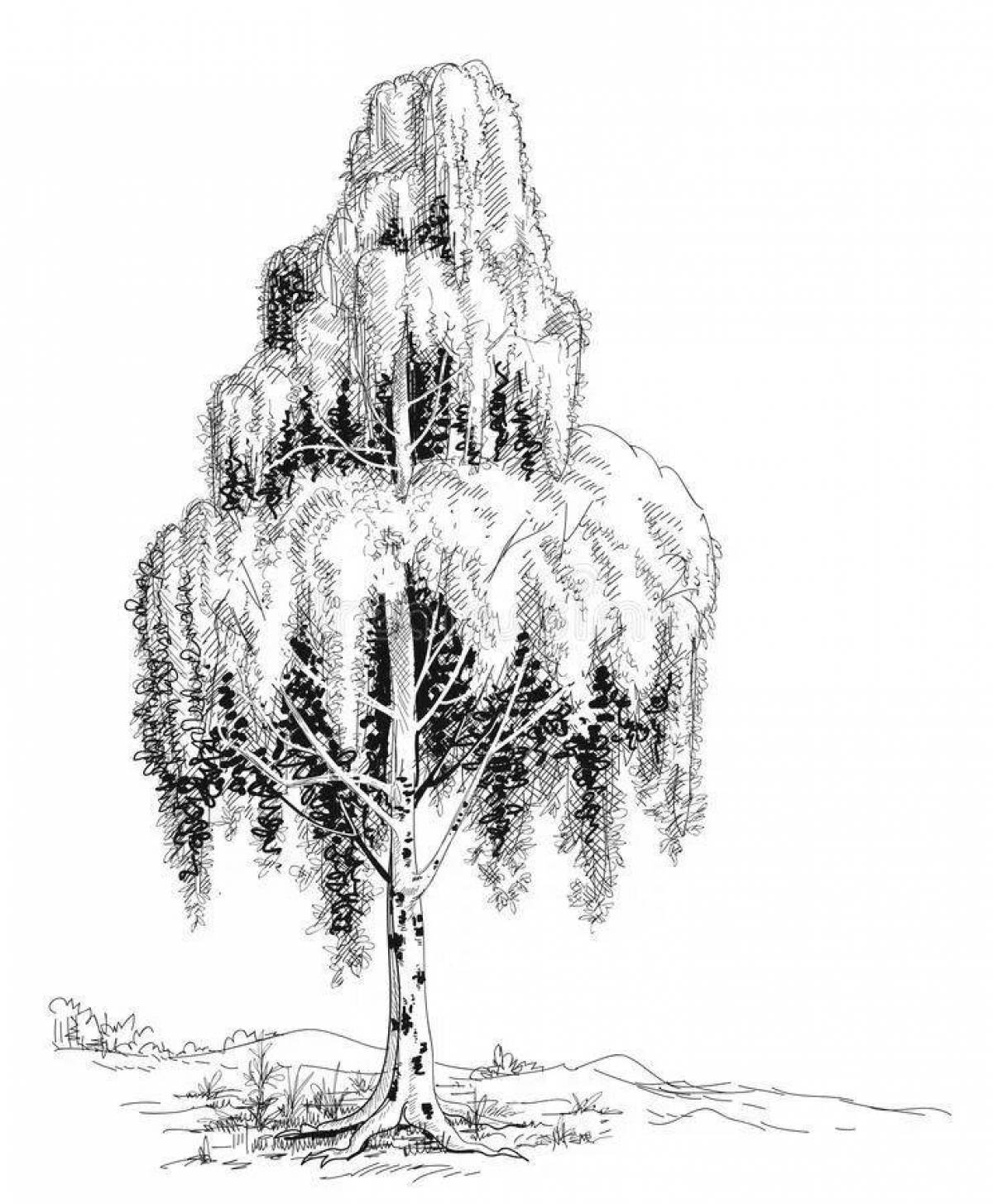 Coloring page beautiful birch in winter
