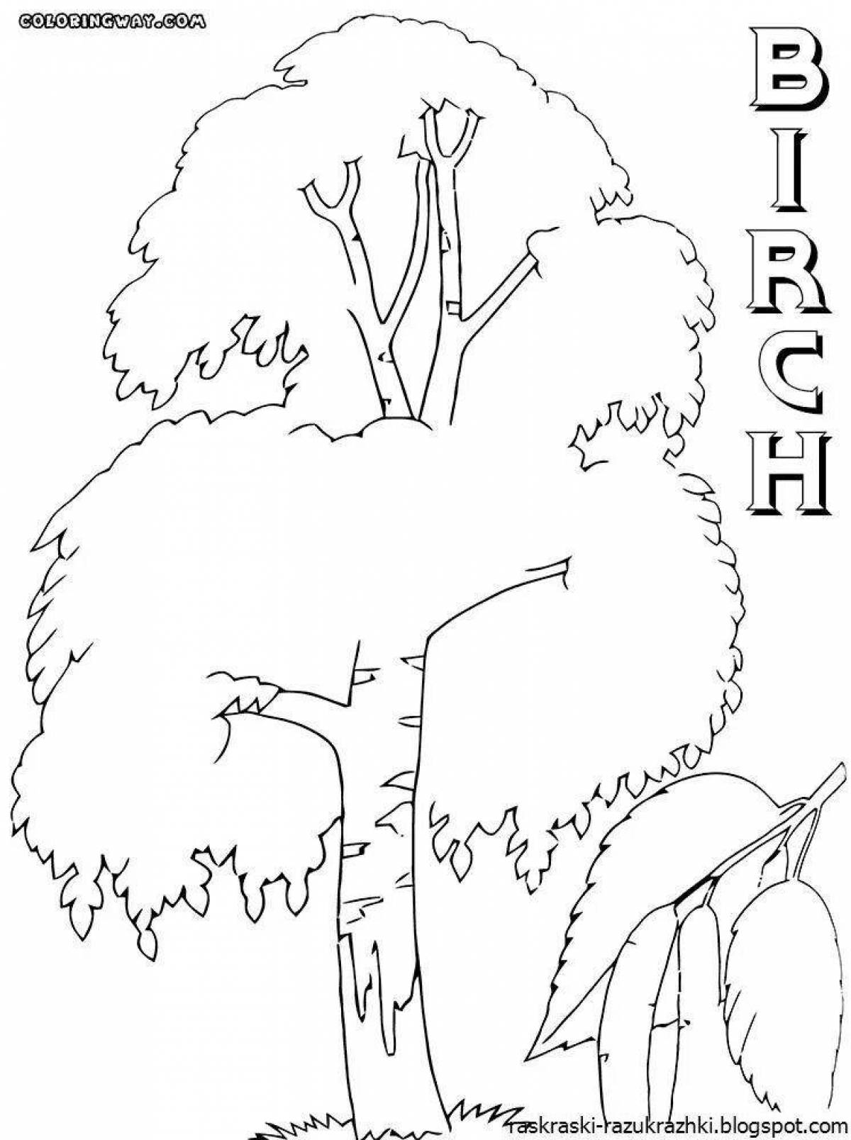 Coloring page charming birch in winter