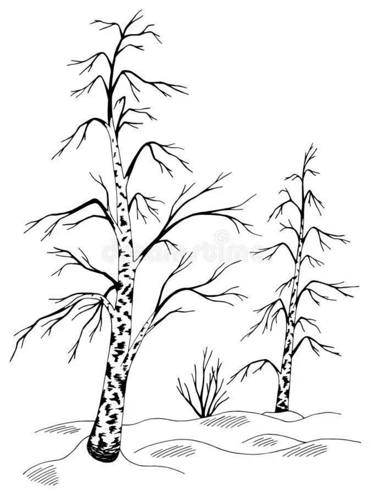 Birch in winter #6