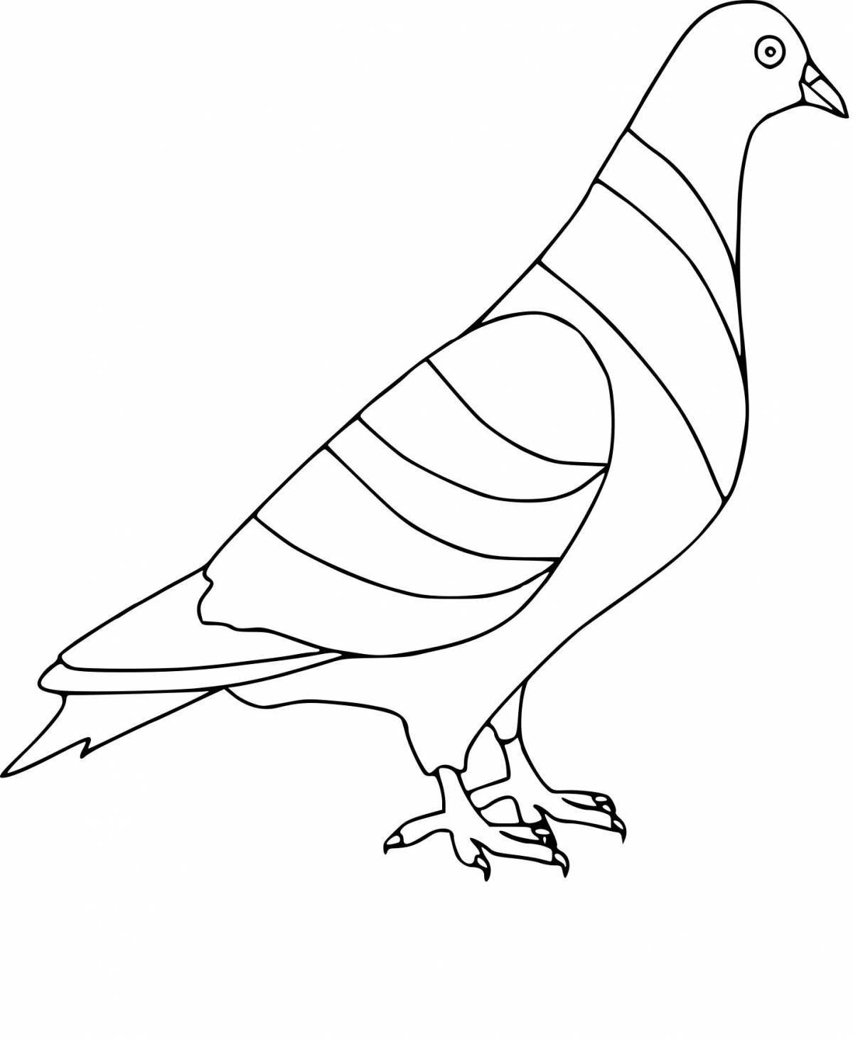 Funny dove coloring book