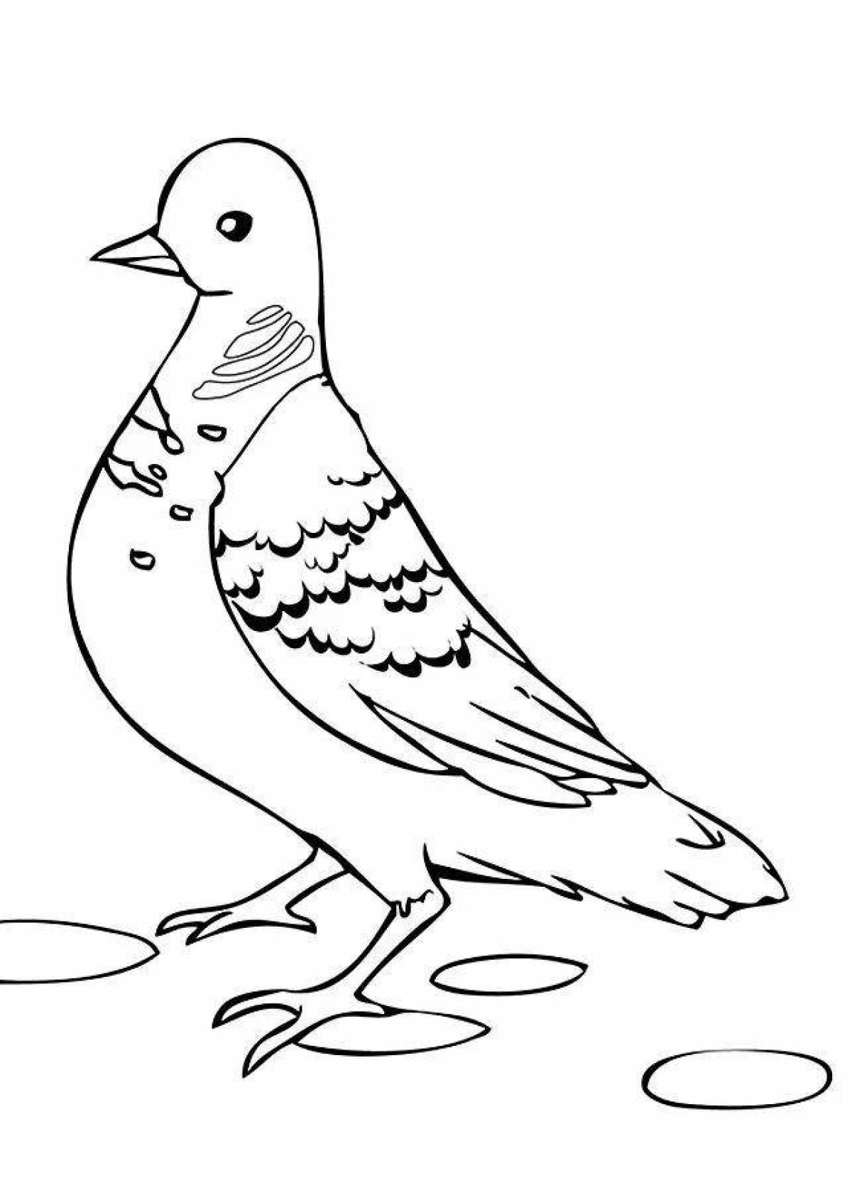 Colouring sun dove