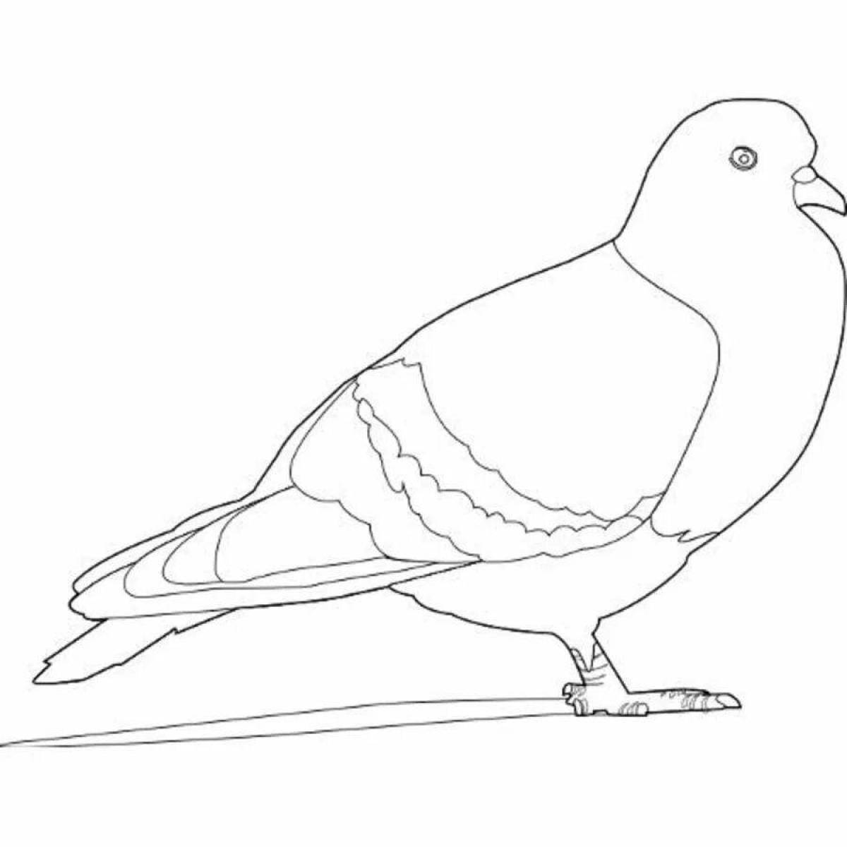 Humorous dove coloring picture
