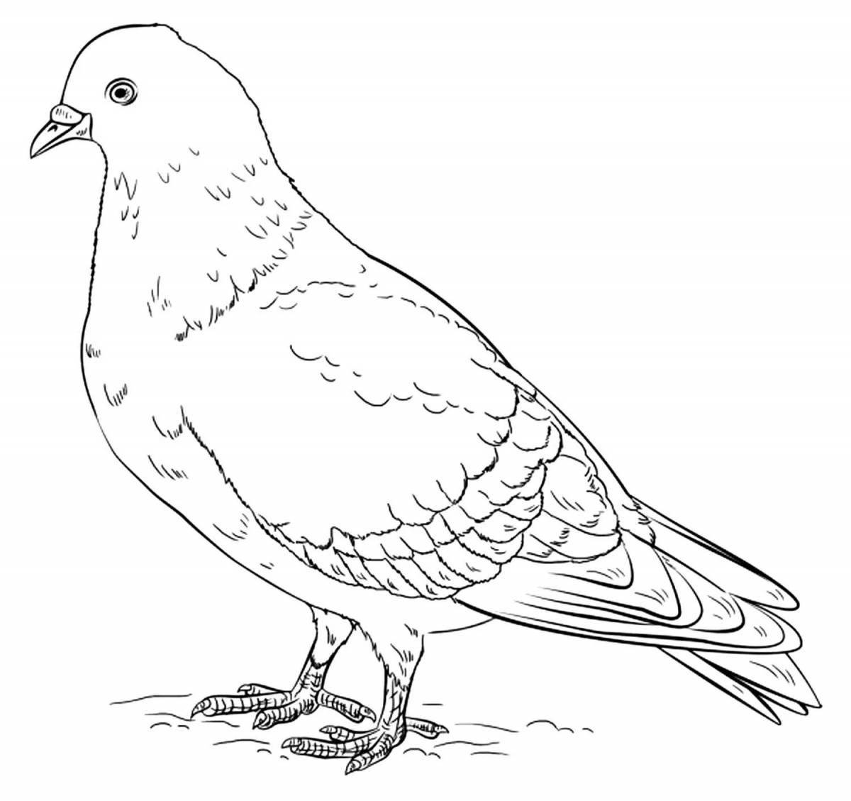 Naughty pigeon coloring page