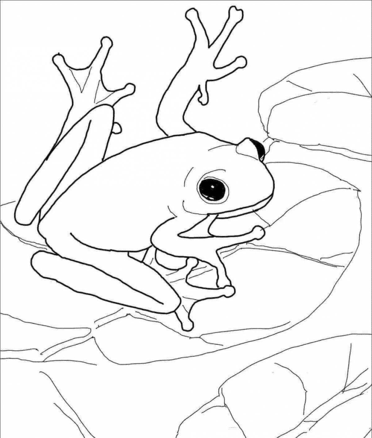 Colorful frog aesthetic coloring page
