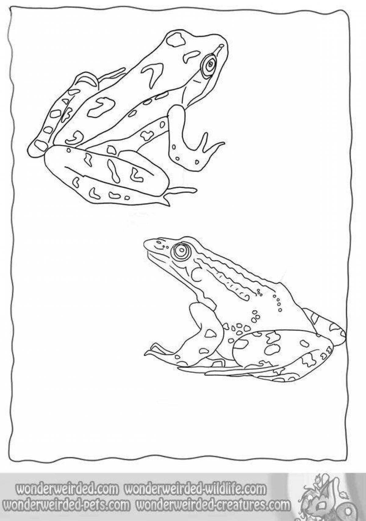 Coloring page exquisite frog aesthetics