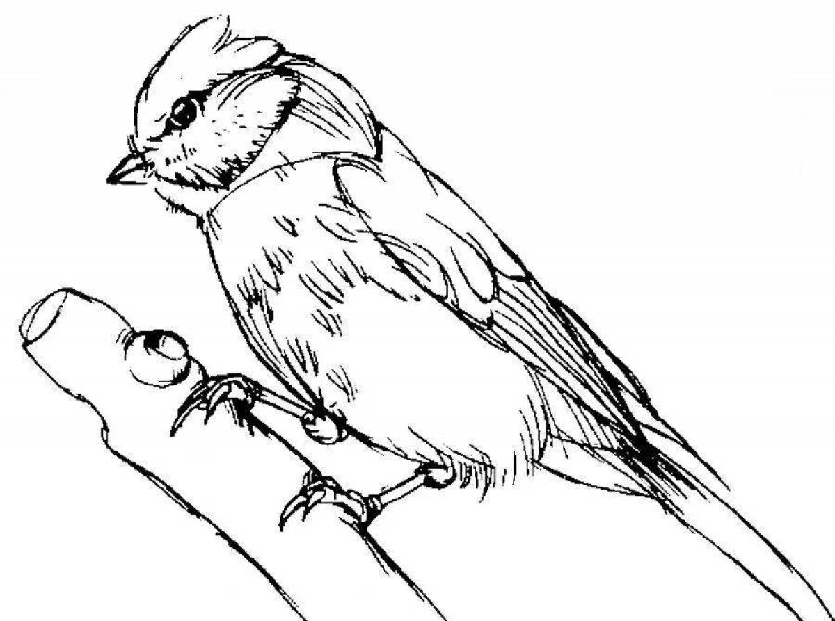 Colourful titmouse coloring page