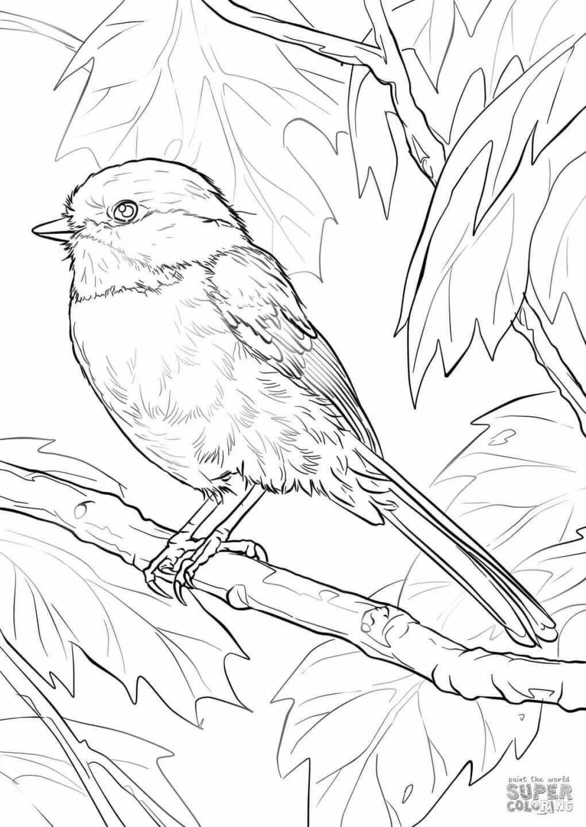 Coloring book humorous titmouse