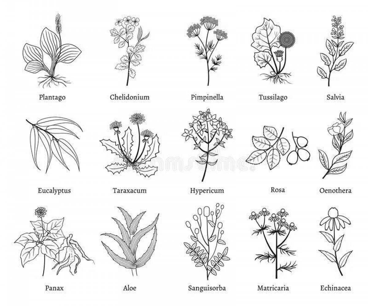 Лекарственные растения названия