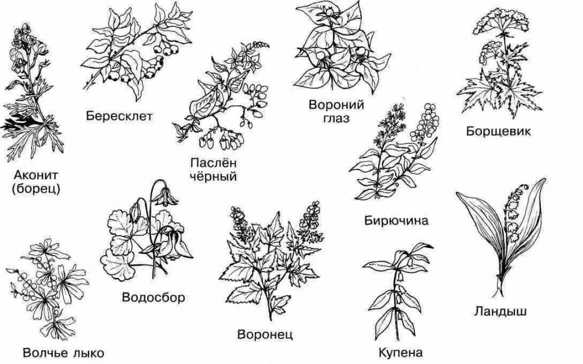 Лекарственные растения картинки для детей раскраска