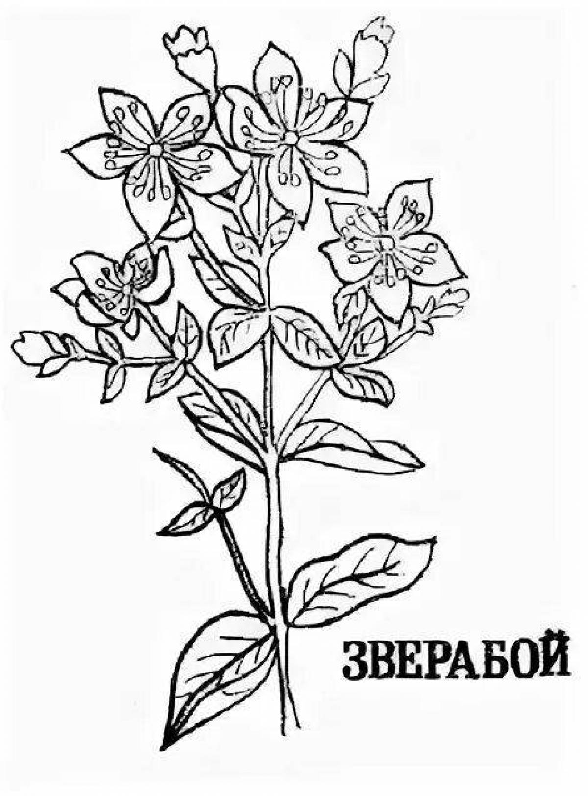 Лекарственные растения Пермского края