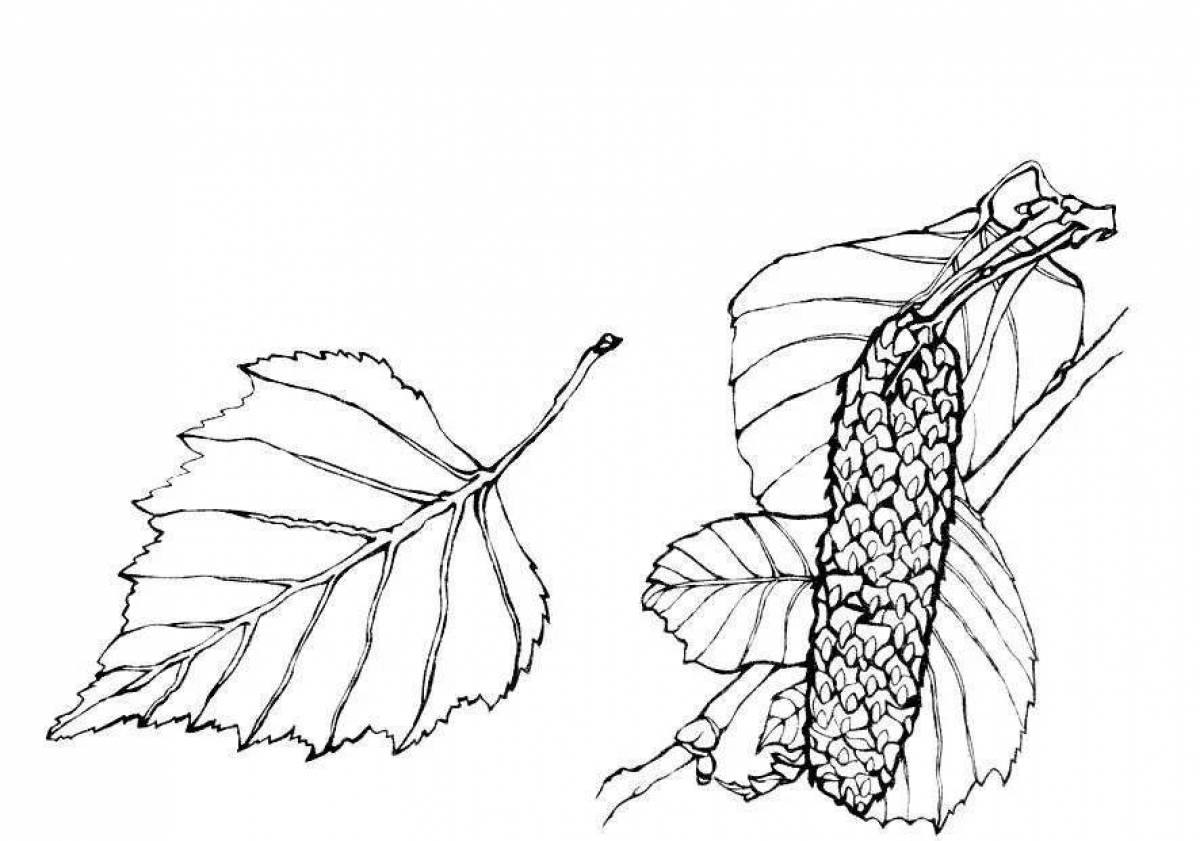 Береза с сережками рисунок