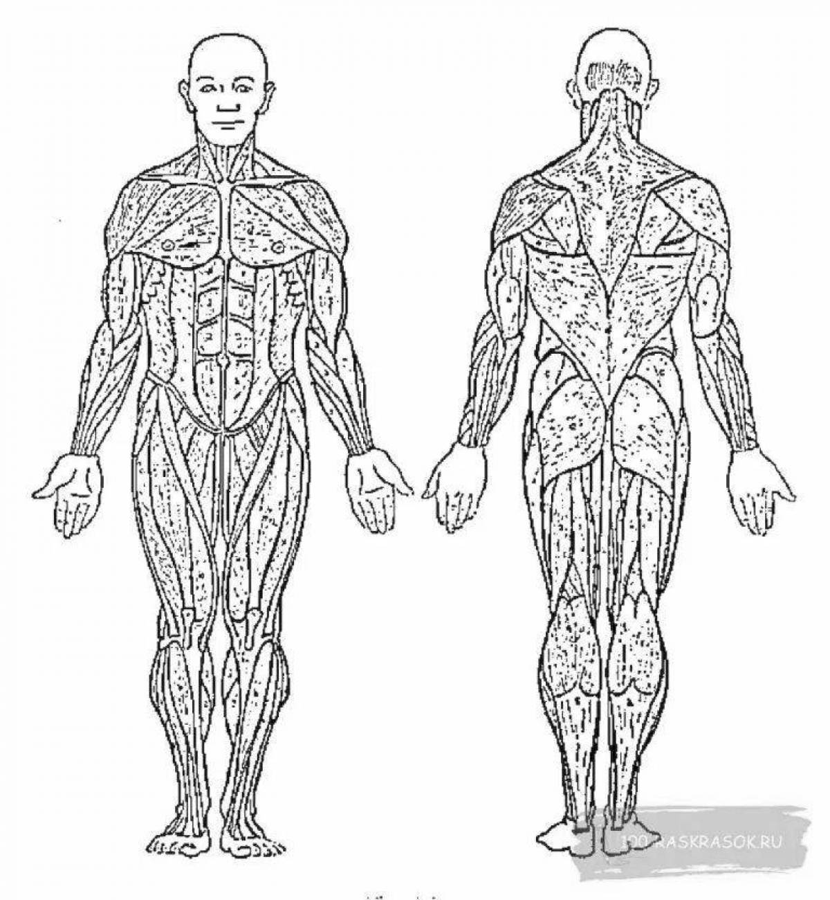 Организм человека рисунок. Мышечная схема человека. Человек спереди и сзади анатомия. Анатомия человека для разукрашивания. Мышцы туловища и конечностей без подписей.
