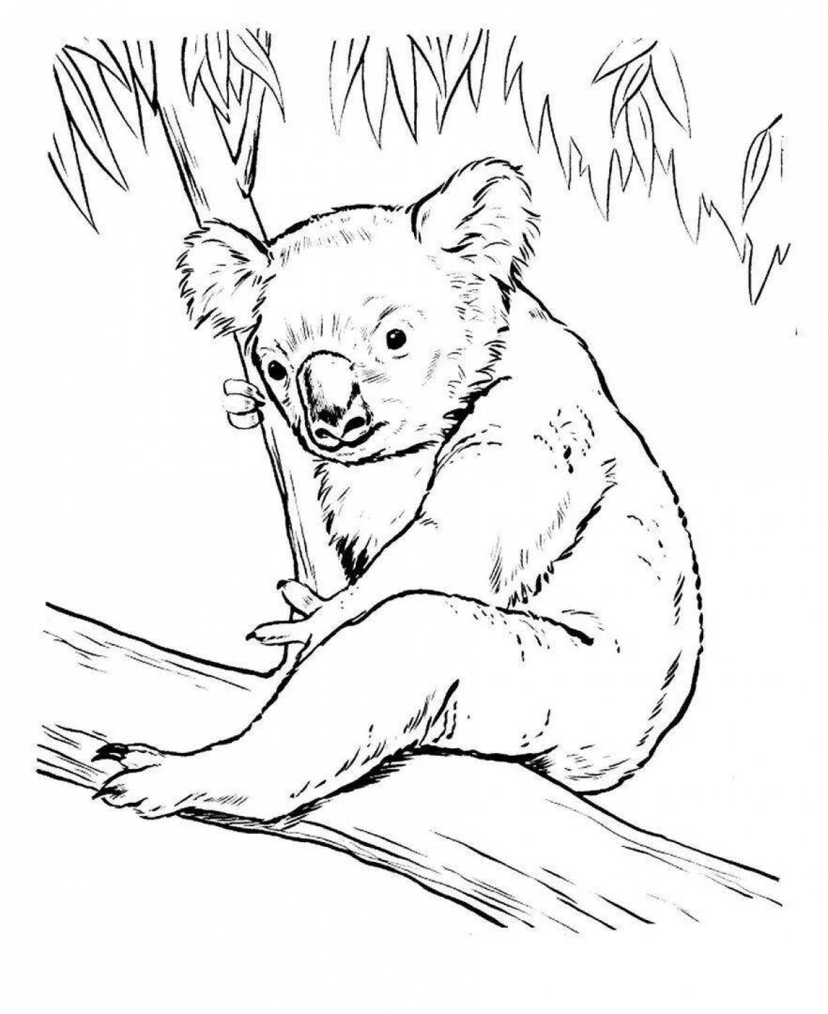Очаровательная раскраска коала для детей