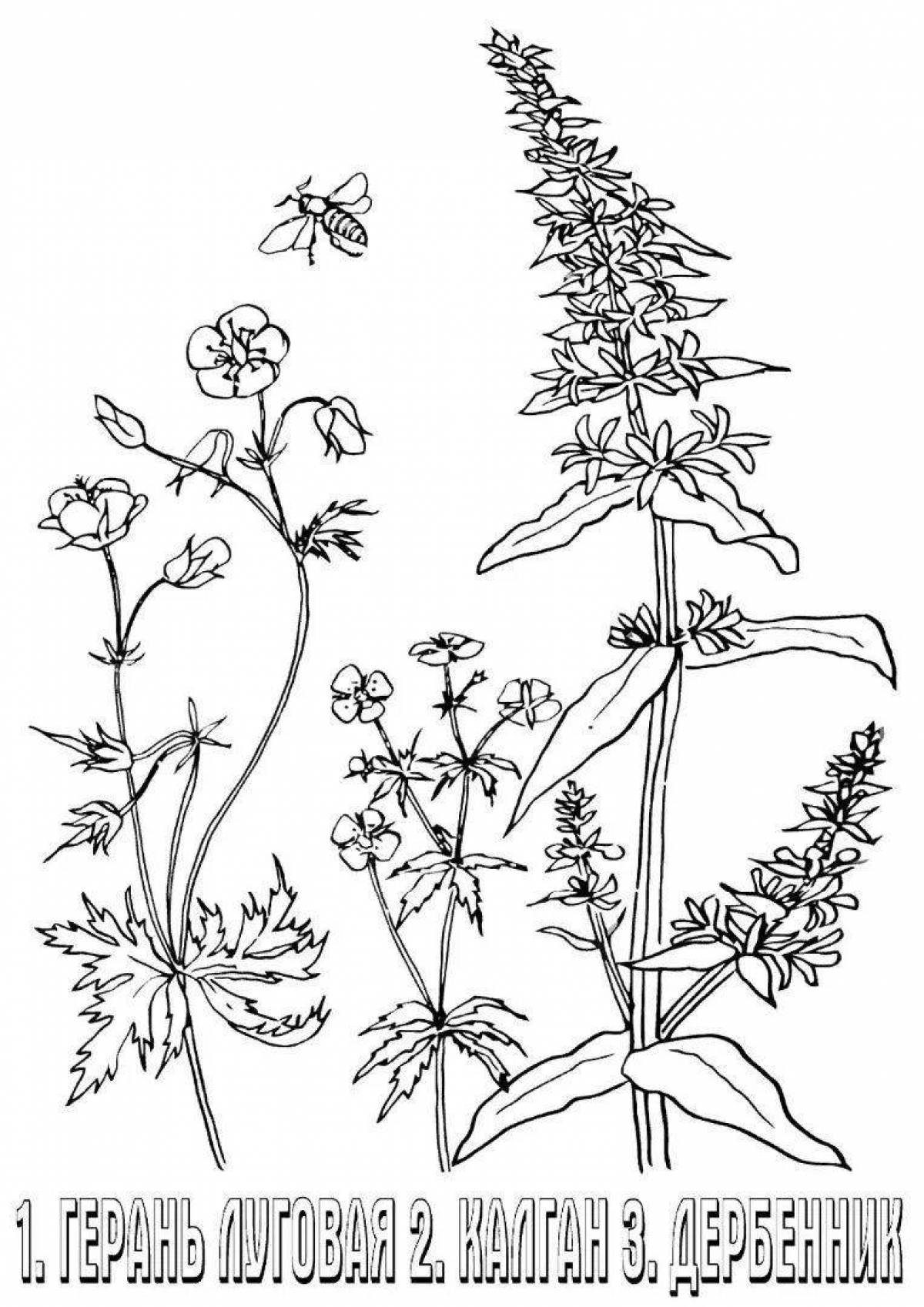 Фото Привлекательная раскраска лекарственных растений с названиями