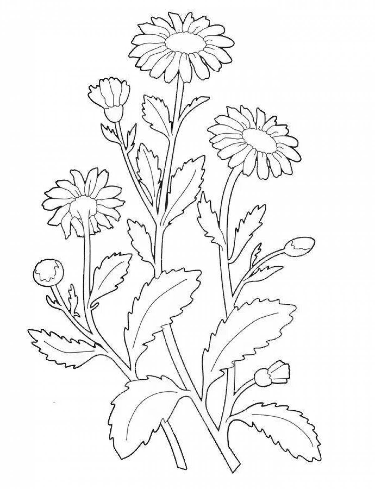 Adorable coloring book of medicinal plants with names