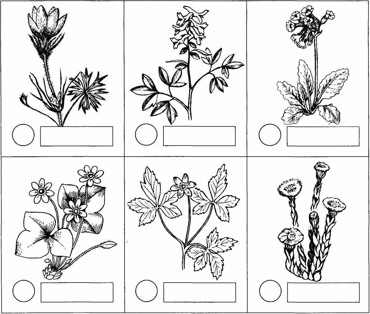 Фото Развлекательная раскраска лекарственных растений с названиями