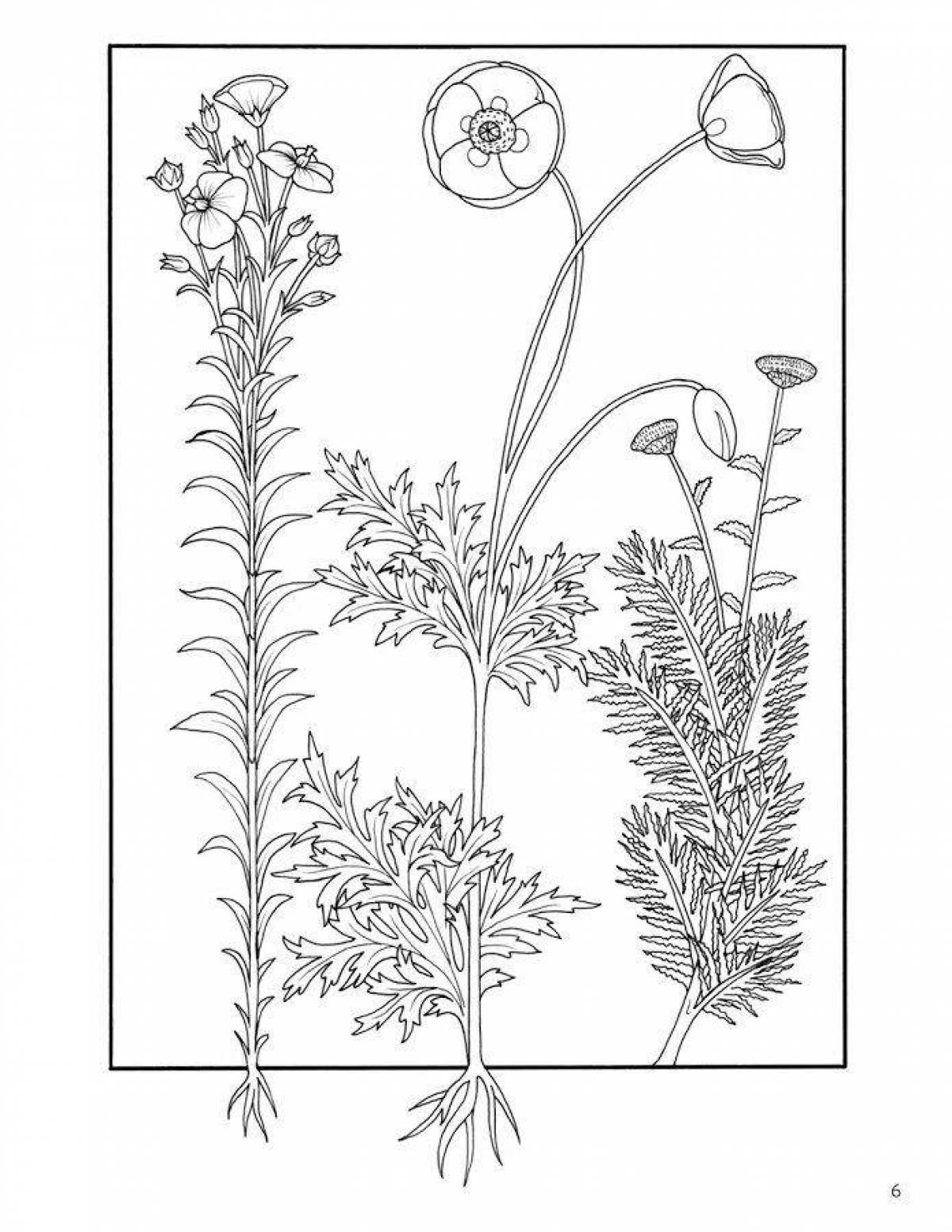 Фото Интересная раскраска лекарственных растений с названиями