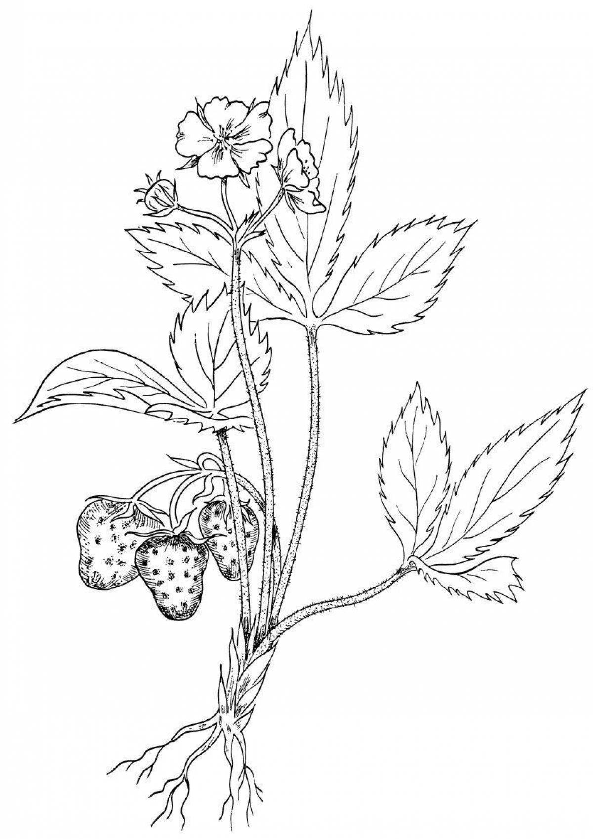 Фото Сказочные раскраски лекарственных растений для детей