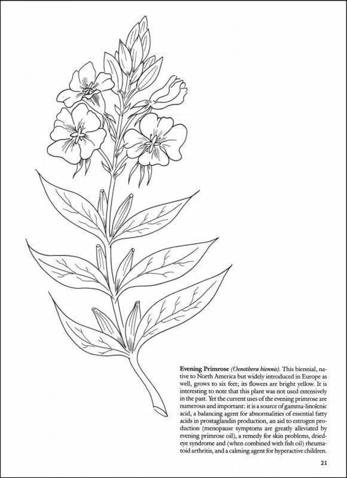 Фото Стимулирующая раскраска лекарственных растений с названиями