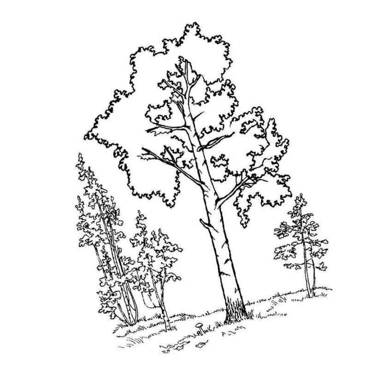Royal birch coloring page