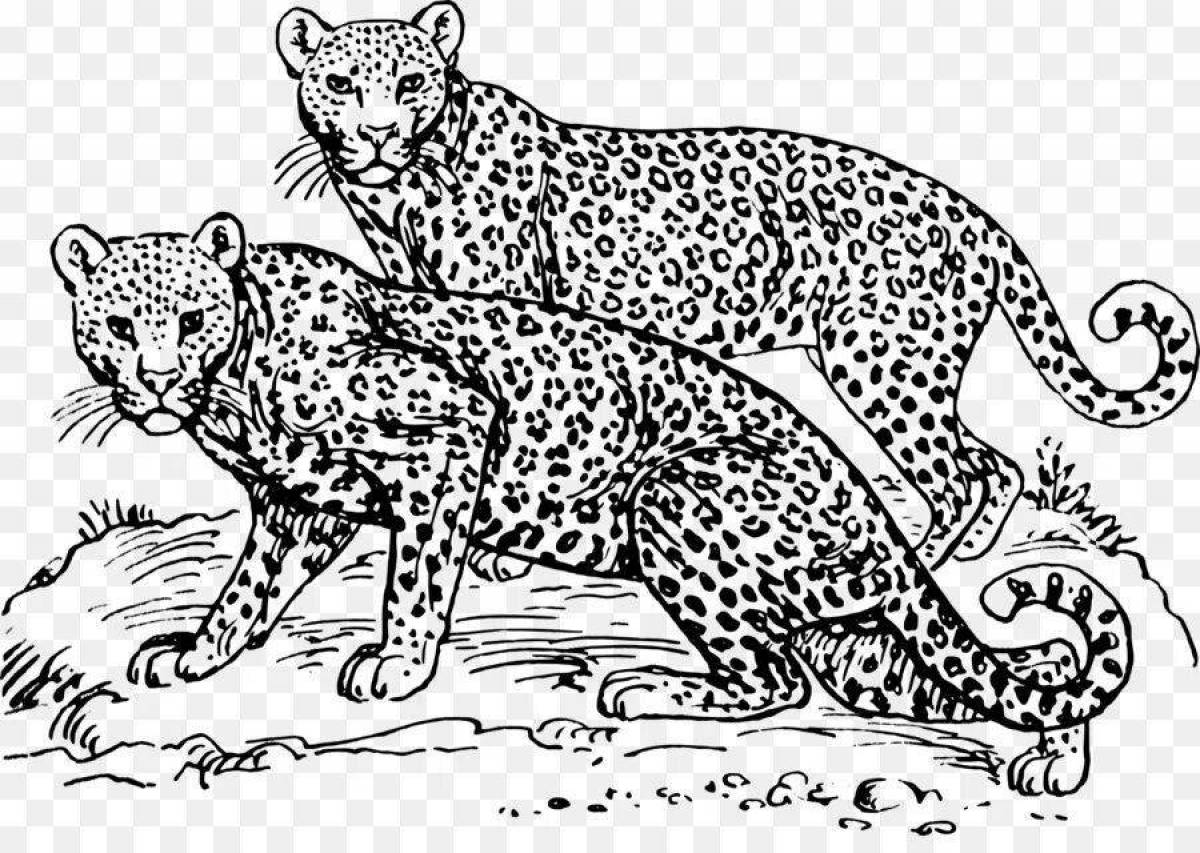 Colorful leopard coloring book