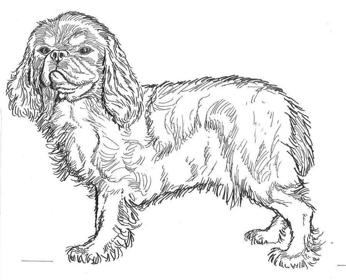Coloring page of an attractive spaniel