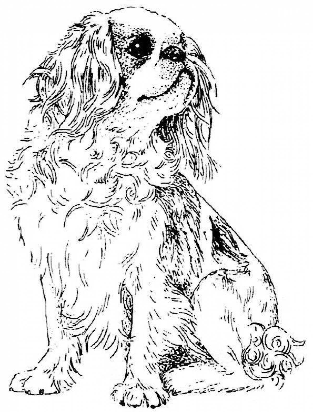 Intriguing coloring of a spaniel