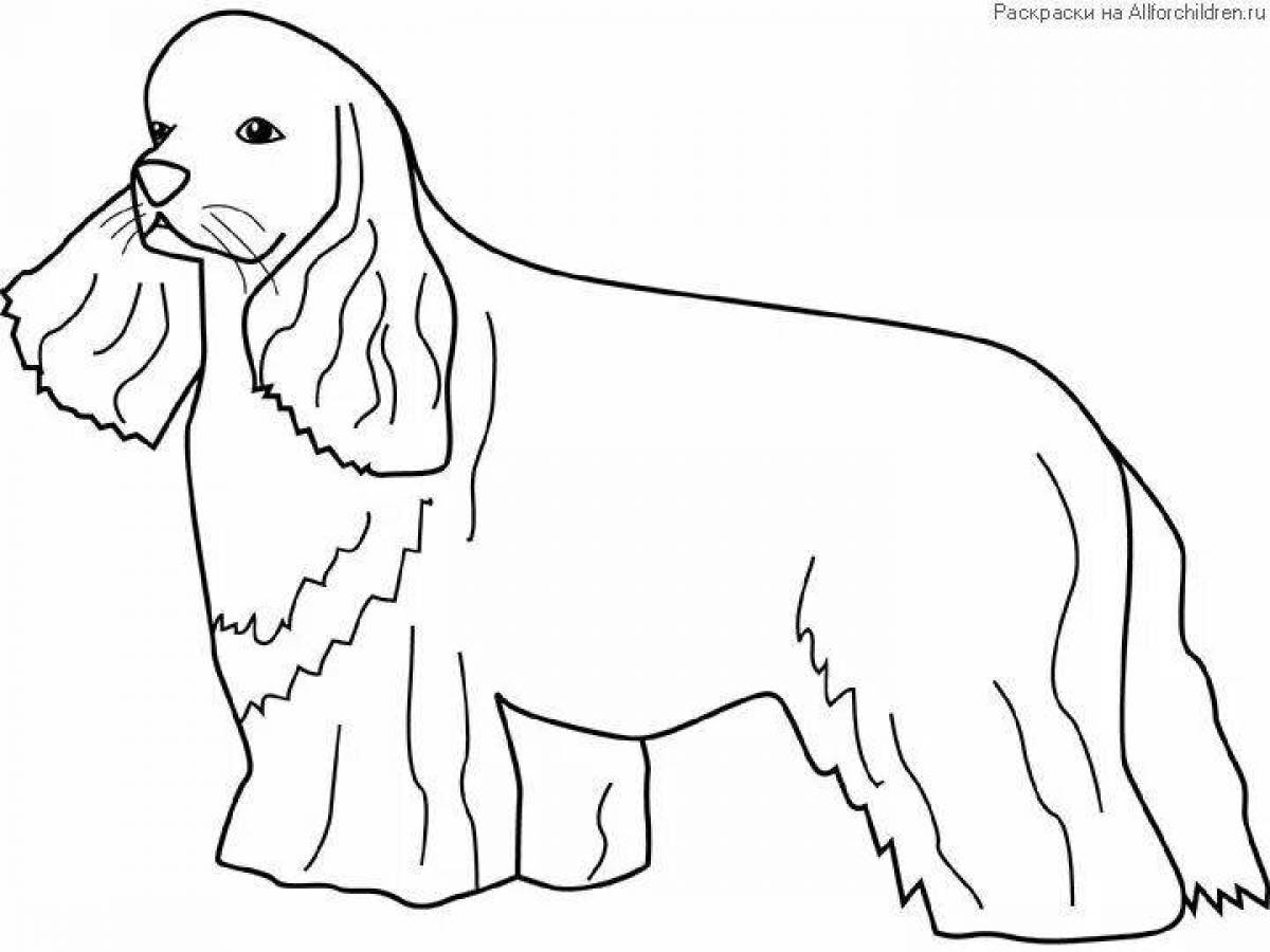 Coloring page amazing spaniel