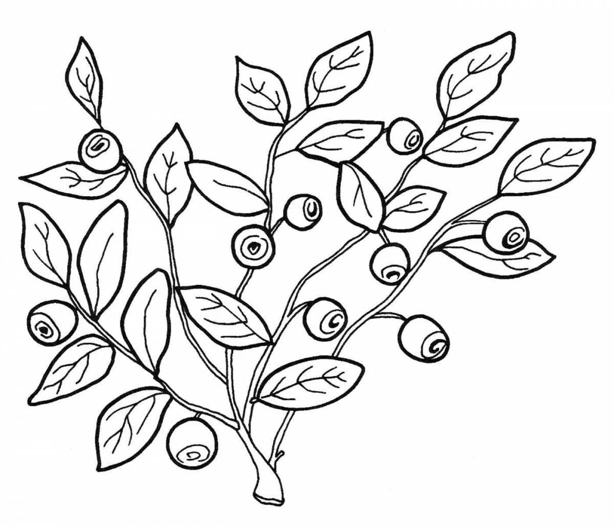 Live lingonberry coloring