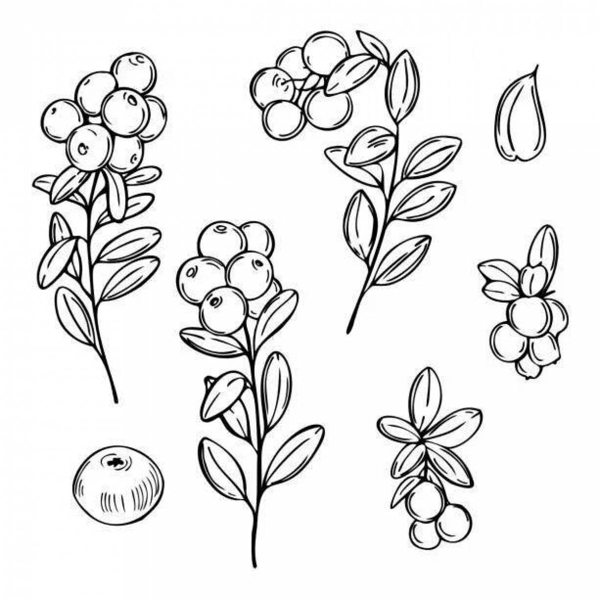 Cowberry coloring page