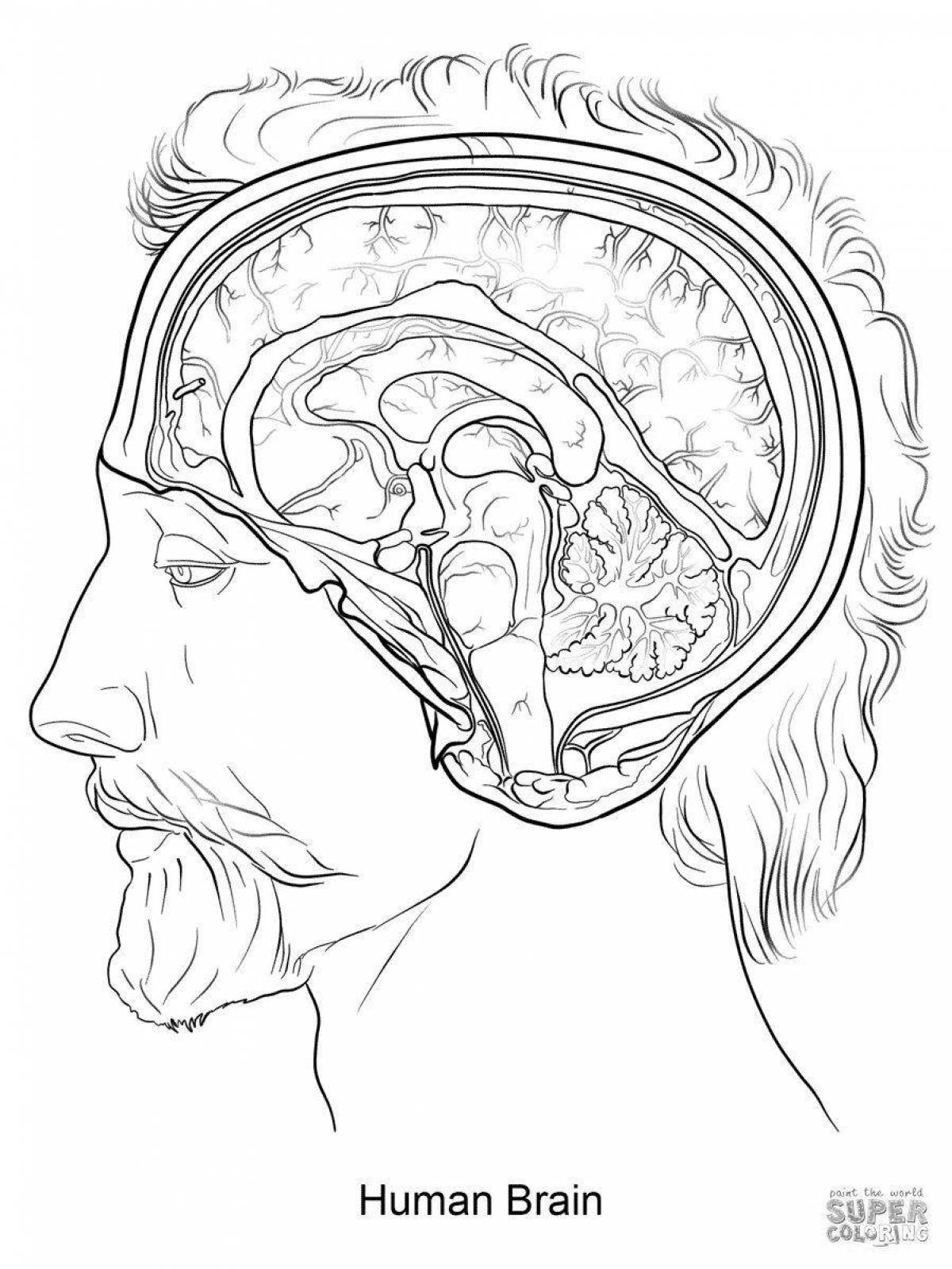 Поразительная раскраска анатомия человека