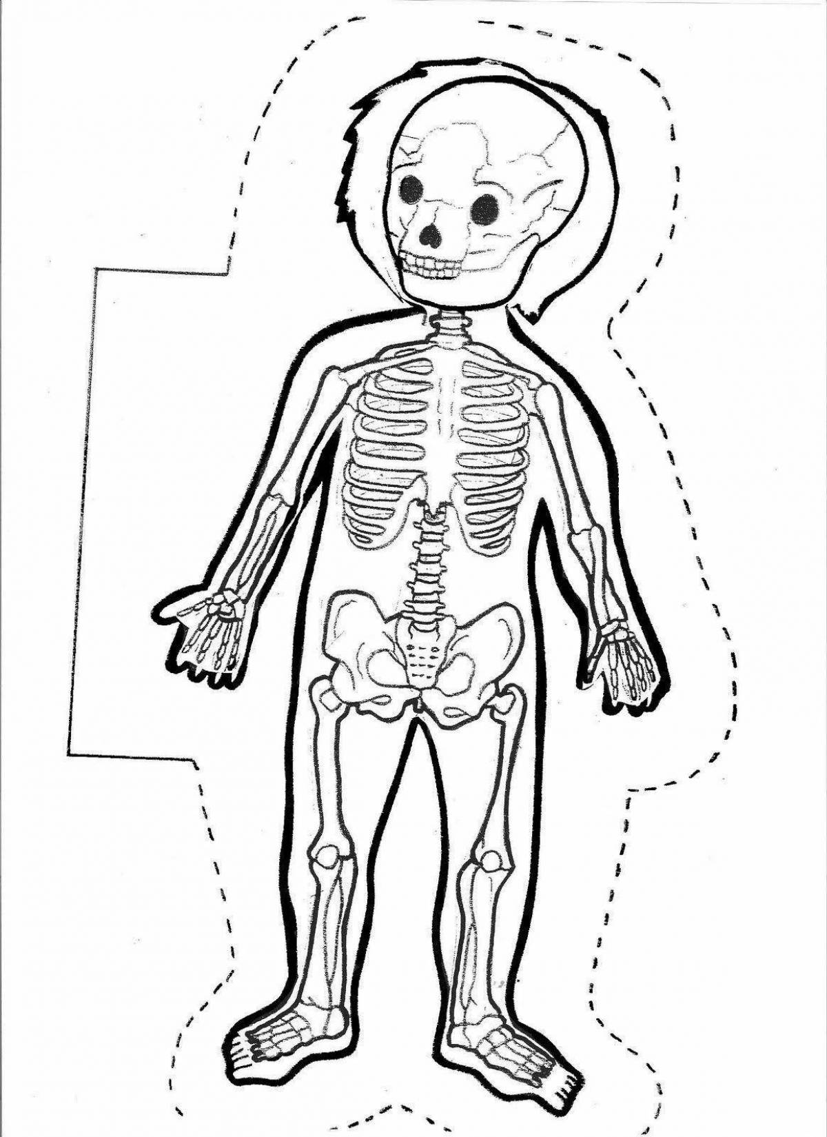 Иллюстративная раскраска анатомия человека