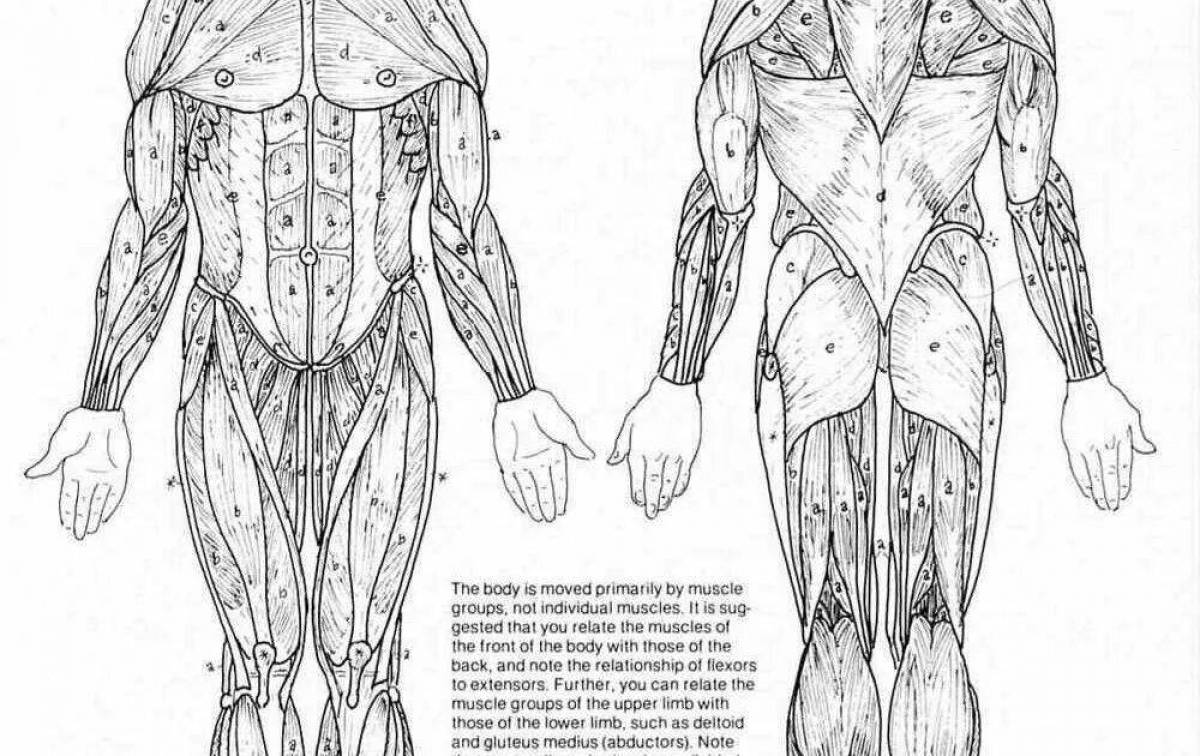 Потрясающая раскраска анатомия человека