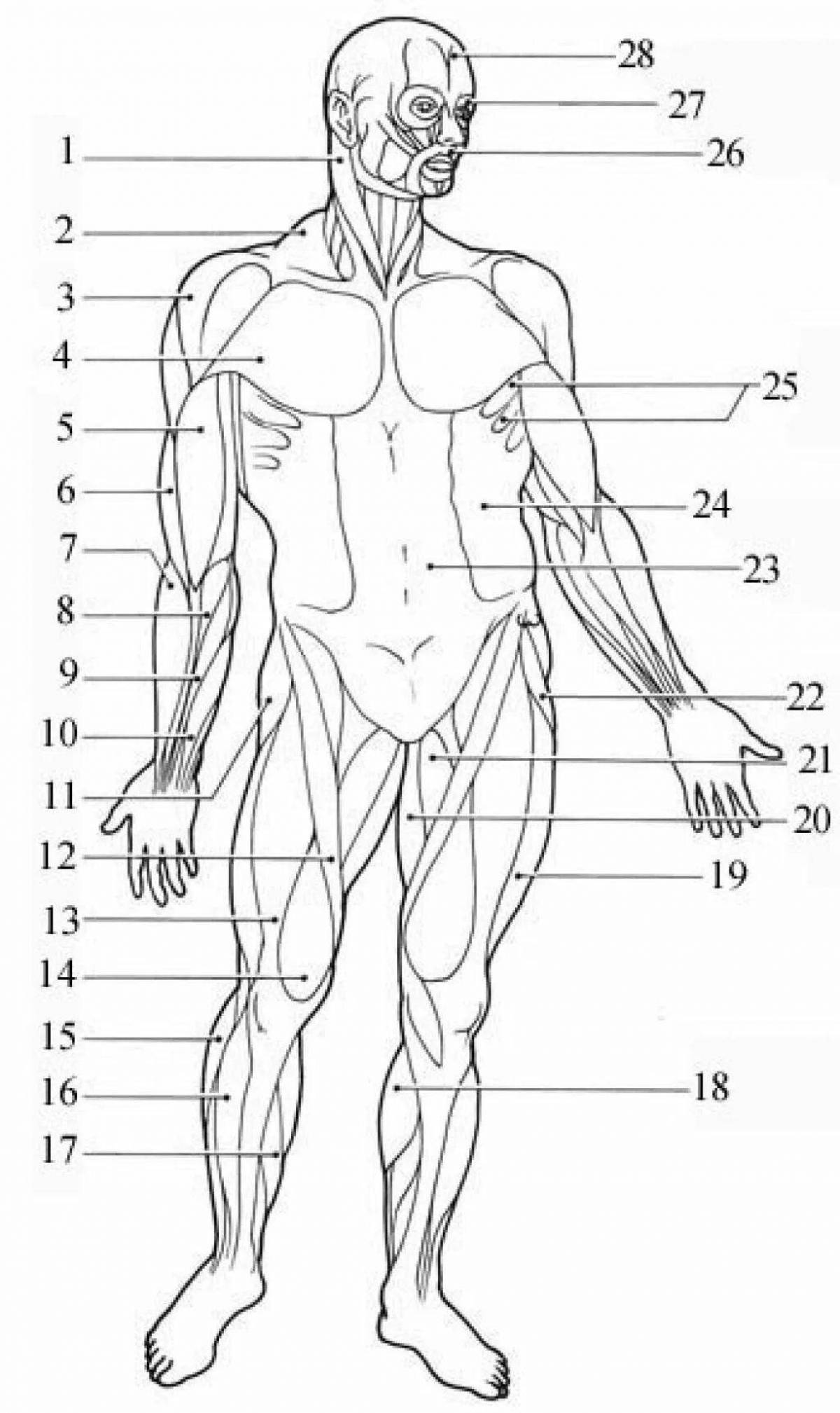 Безупречная раскраска анатомия человека