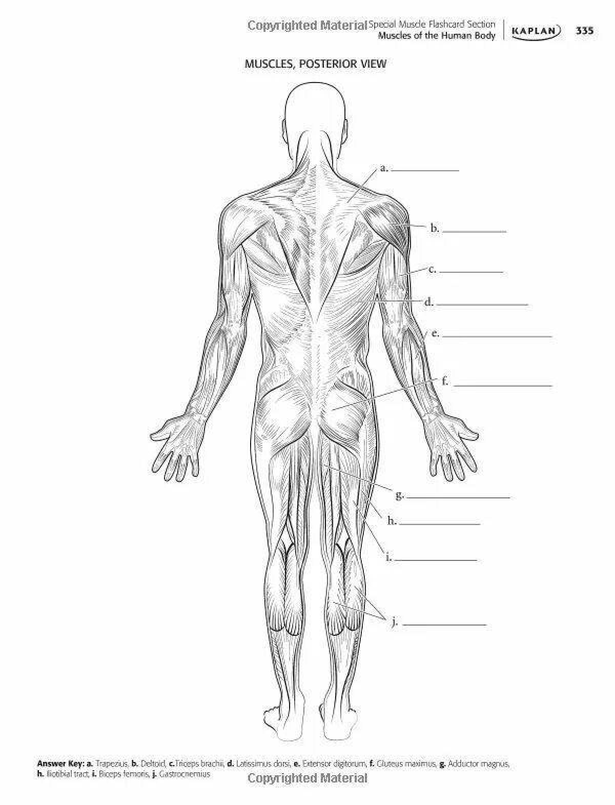 Элегантная раскраска анатомия человека