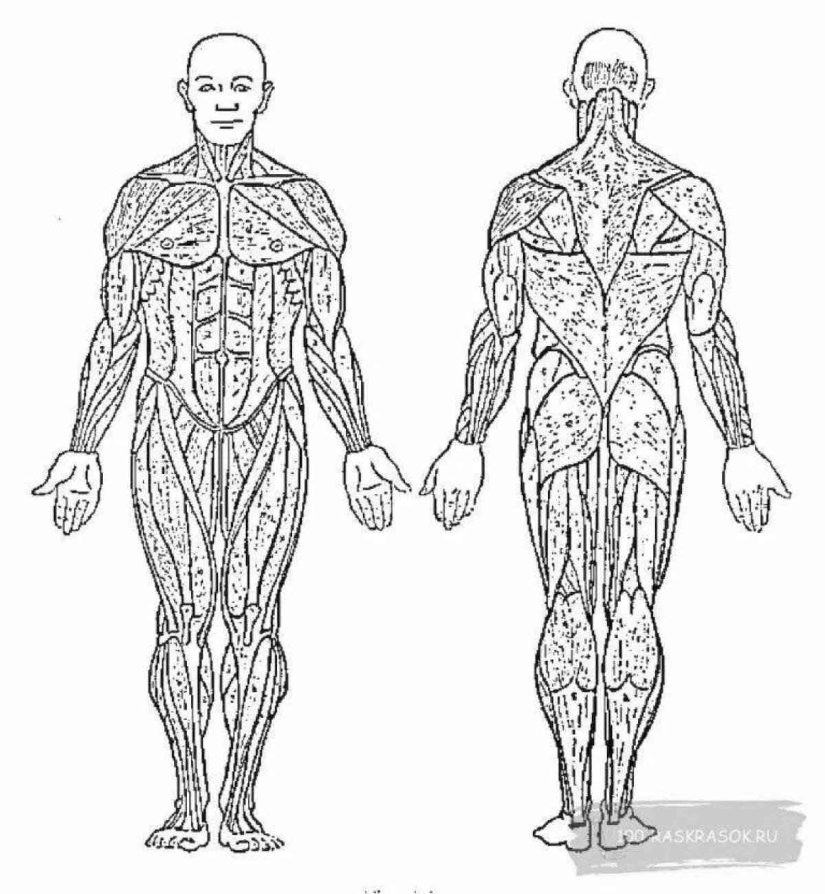 Инновационная раскраска анатомия человека