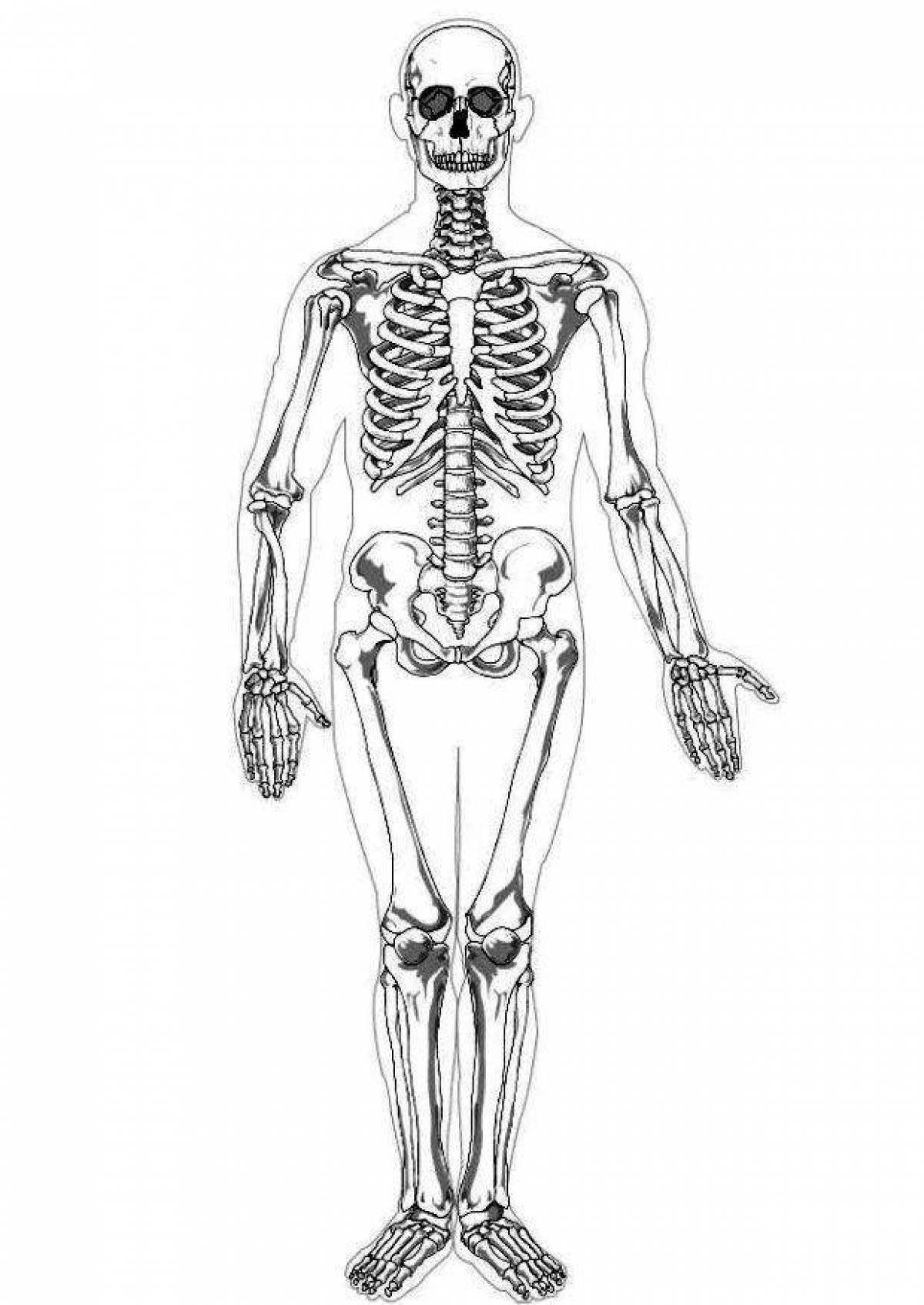 Прекрасная раскраска анатомия человека