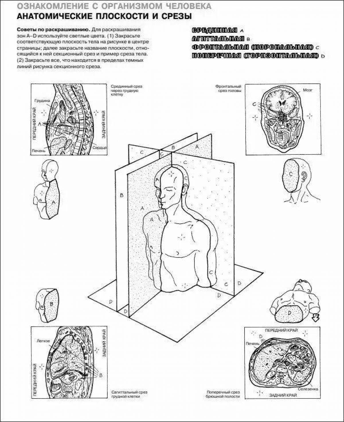 Анатомия человека #1