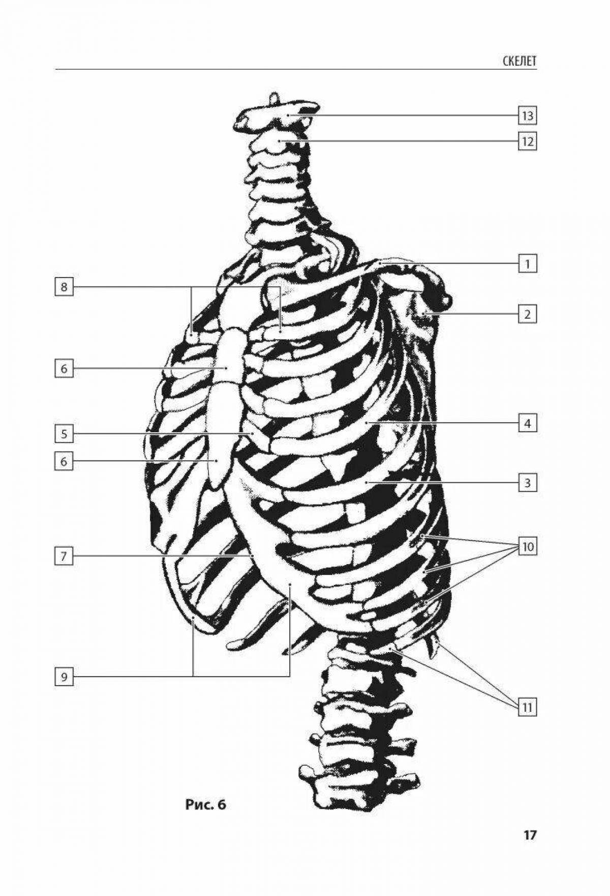 Анатомия человека #5