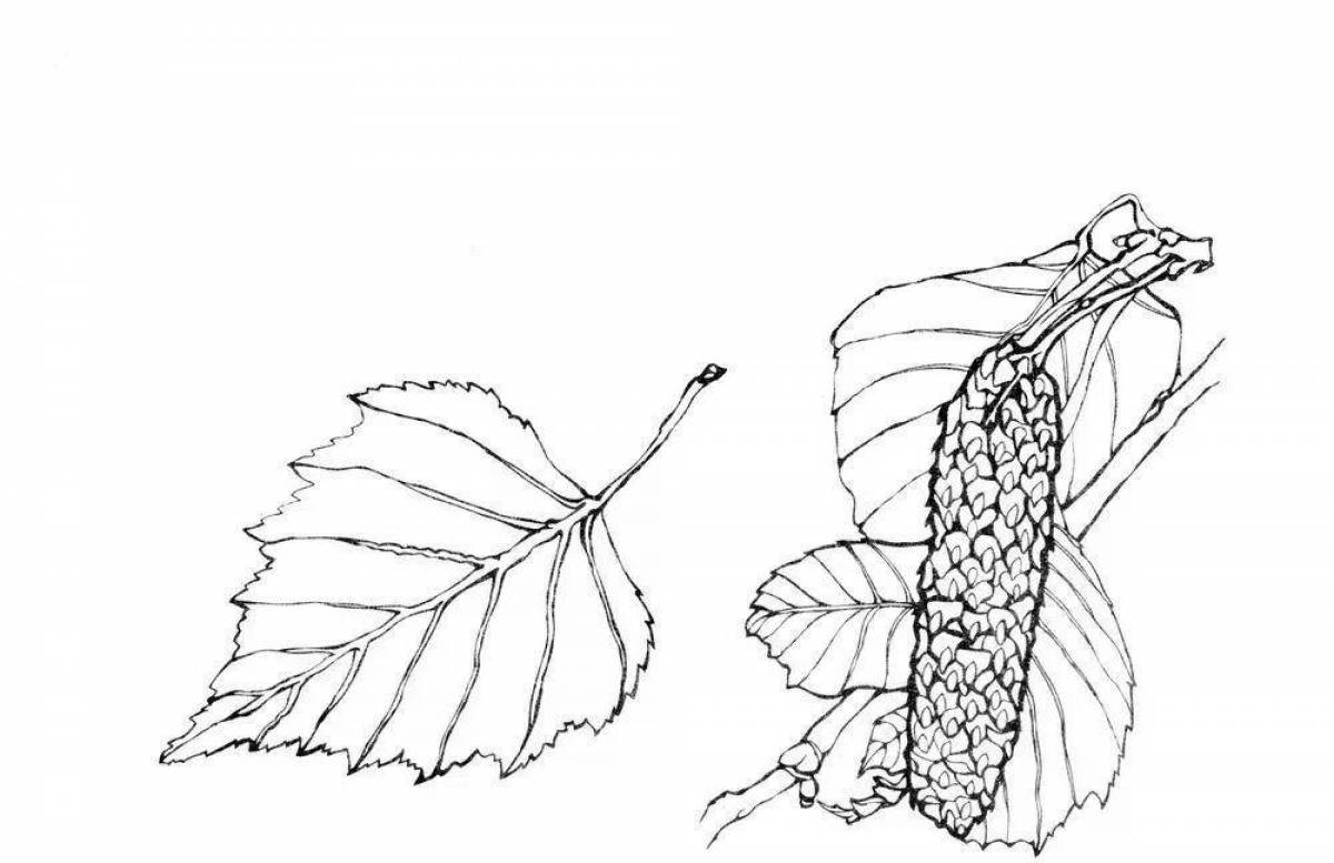 Картинка лист березы для детей раскраска